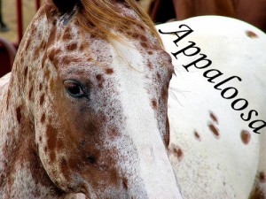 appaloosa.jpg